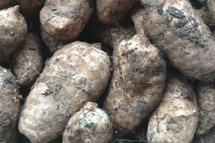 贵州林下仿野天麻